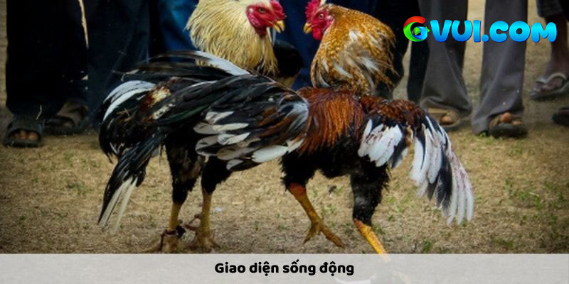 Lý do bạn nên xem thử trực tiếp đá gà C1 hôm nay