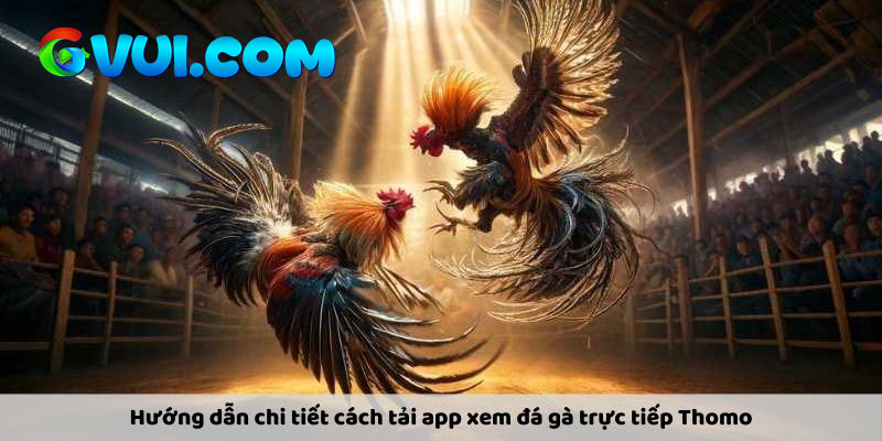 Những cách xem trực tiếp đá gà C1 hôm nay dễ dàng nhất