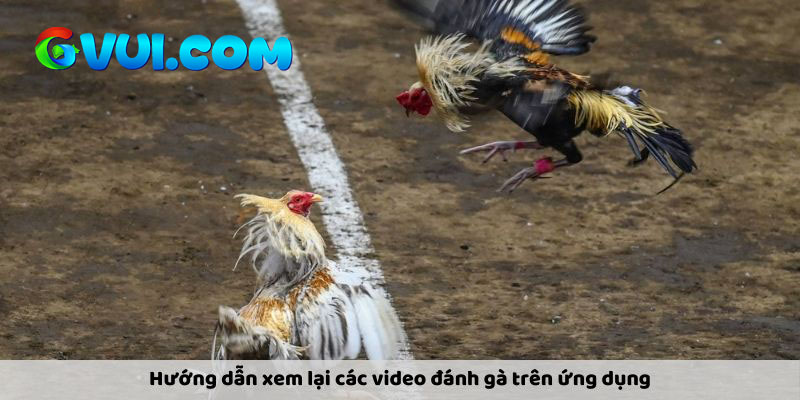Các trường đấu gà nổi tiếng phát sóng C1 hôm nay